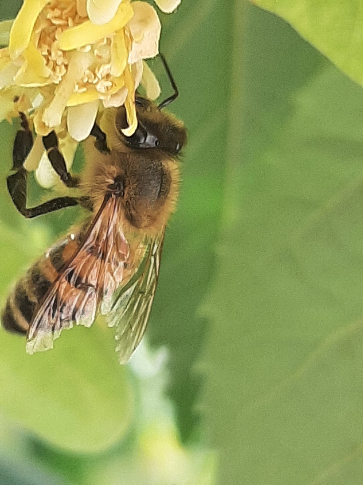 Ambachtelijke natuurproducten van Terug naar de Natuur